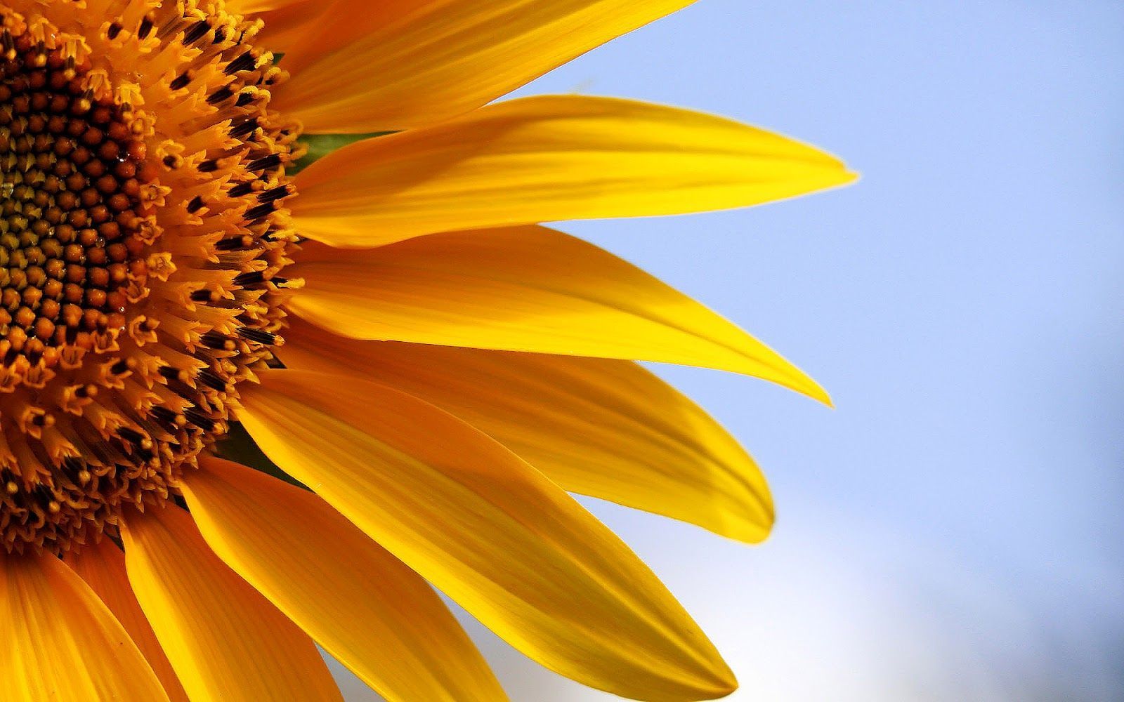 Sunflower Laptop Background