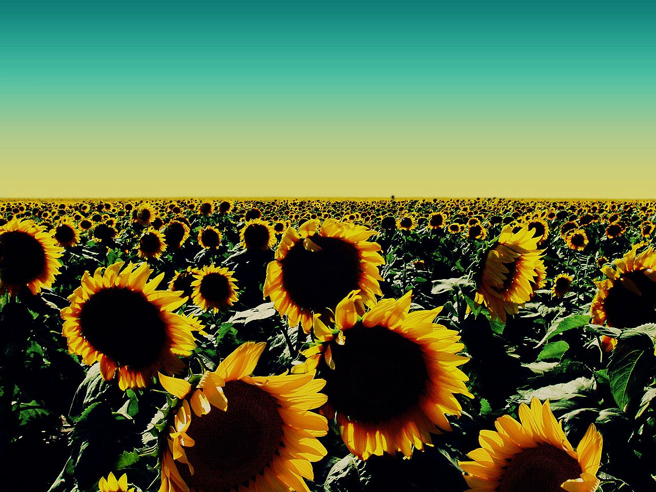 Sunflower Laptop Background