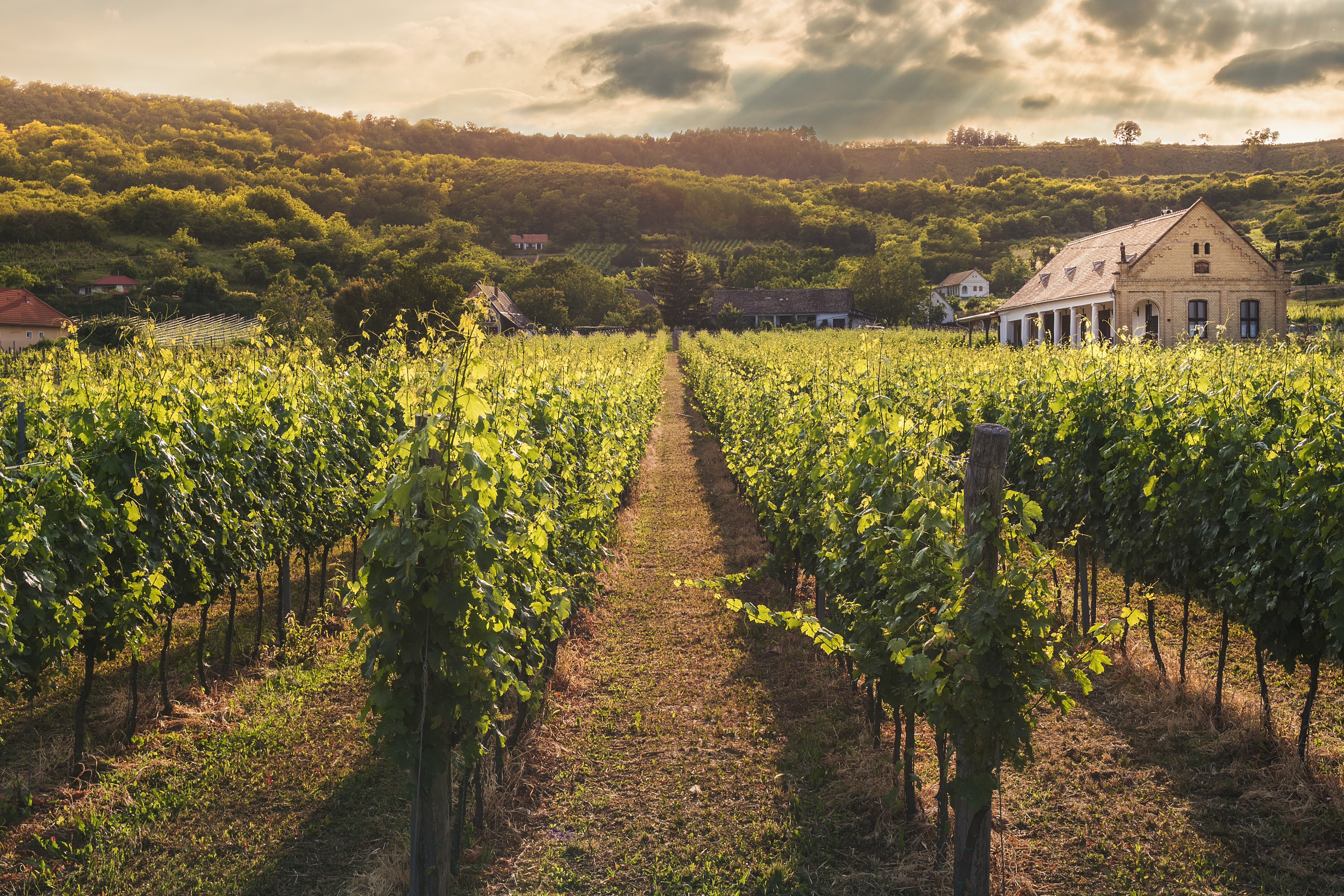 Vineyard Background