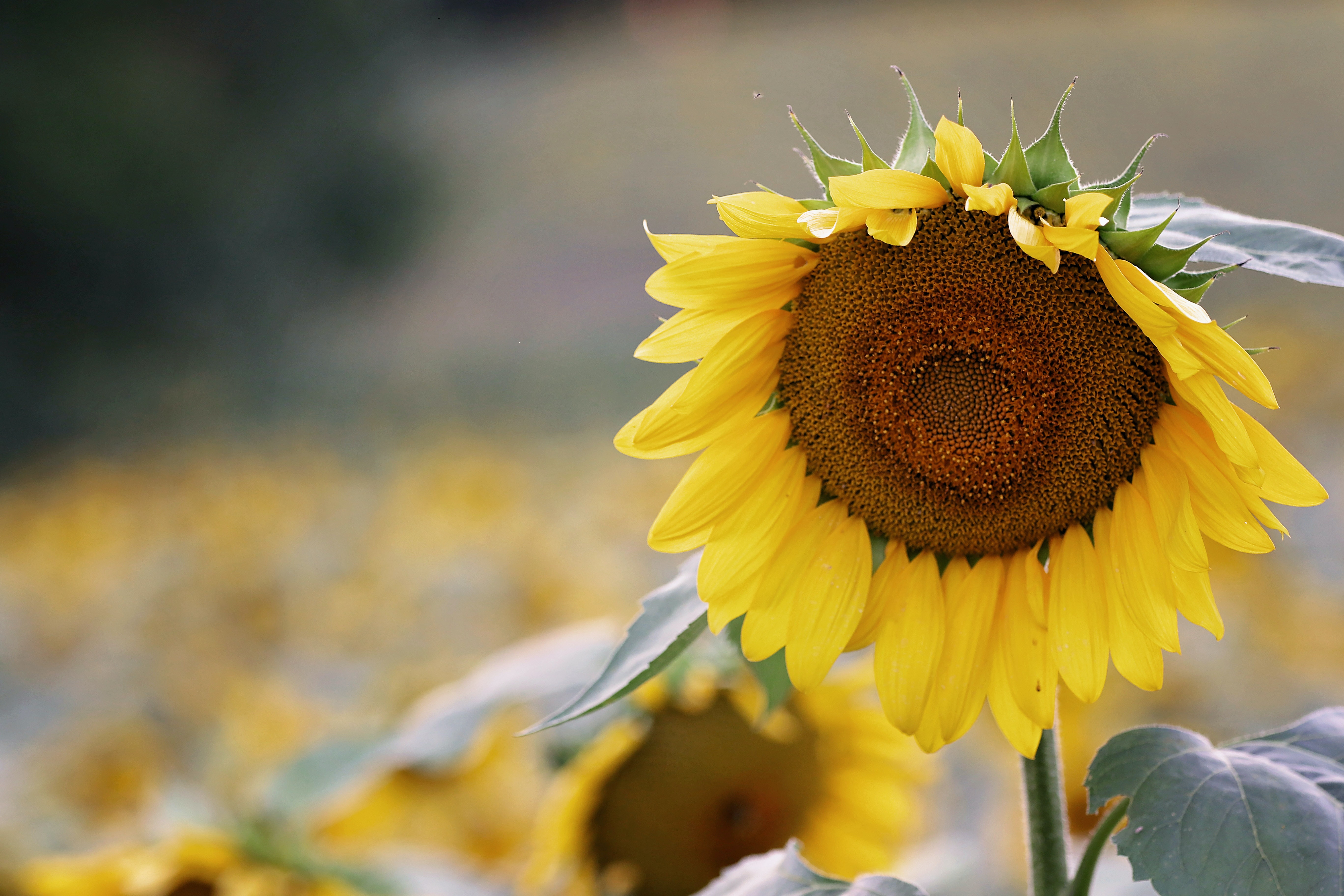 Wallpaper Sunflower Background