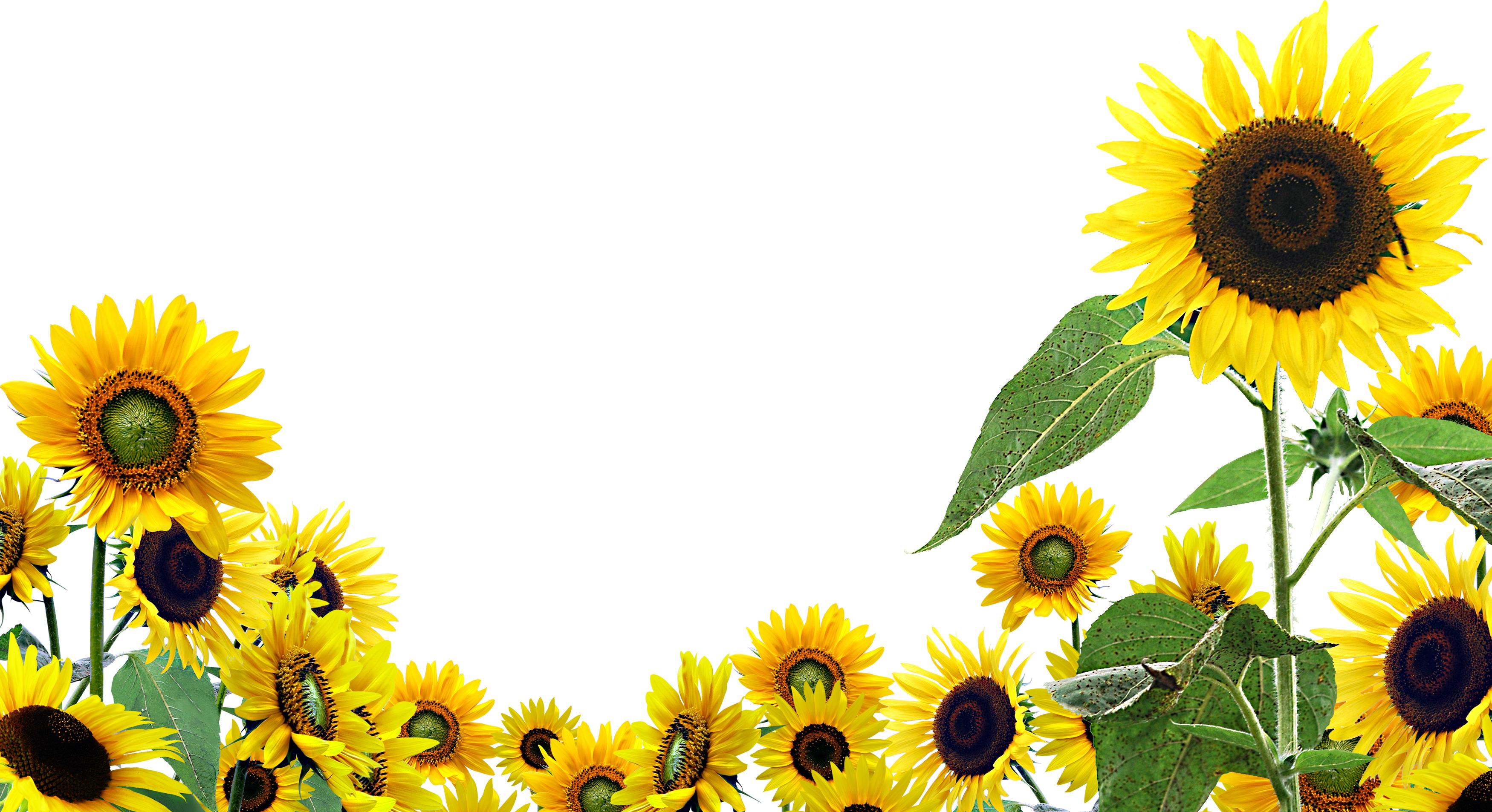 Wallpaper Sunflower Background