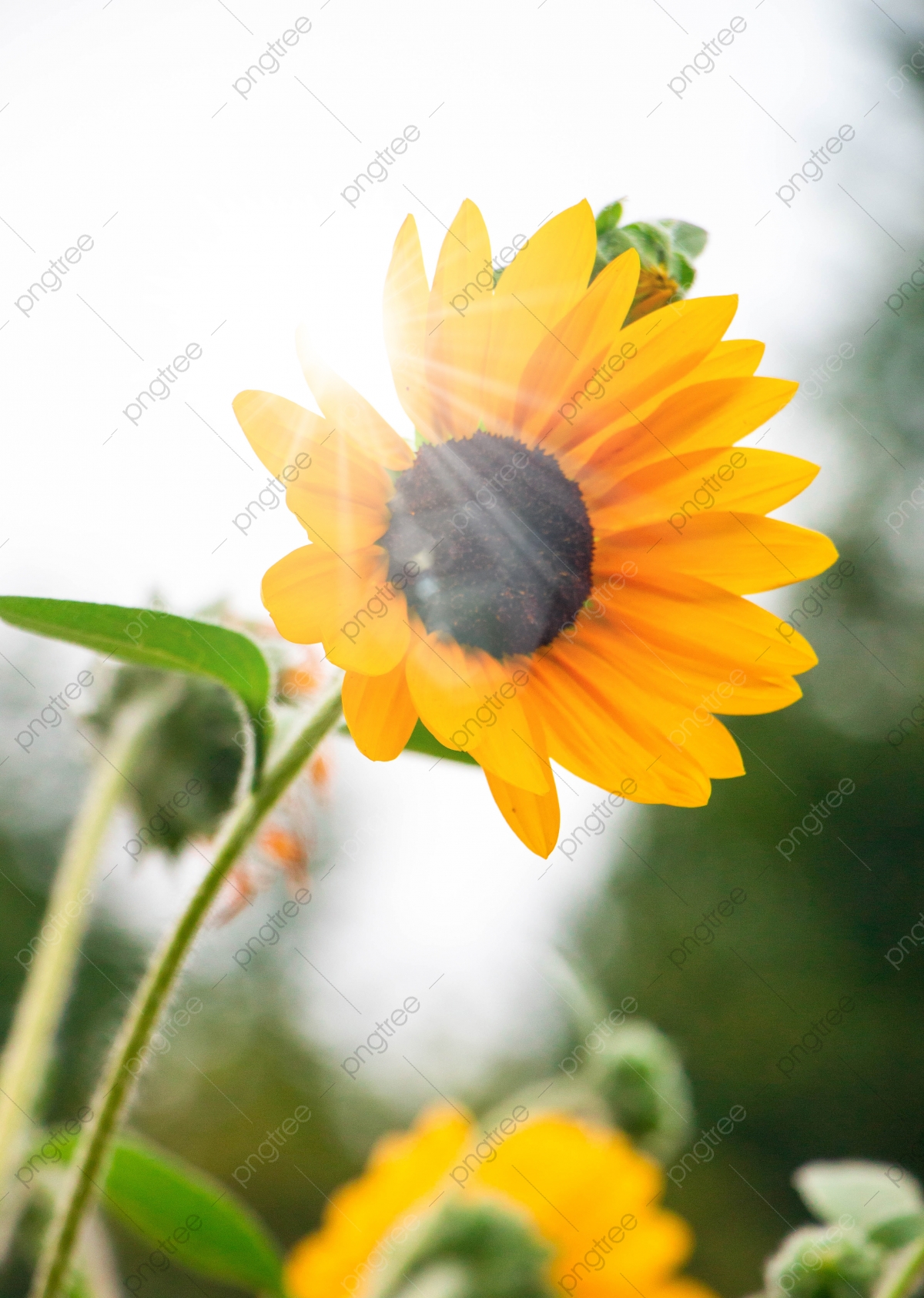 Wallpaper Sunflower Background