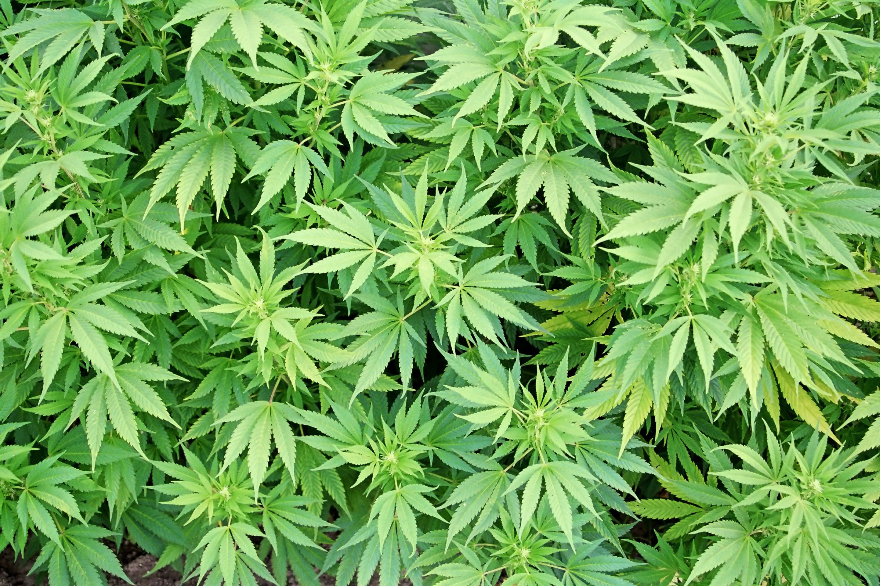 Weed Plants Backgrounds