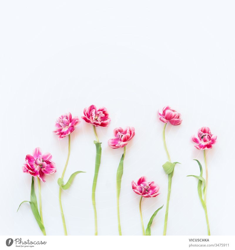 White Background Floral