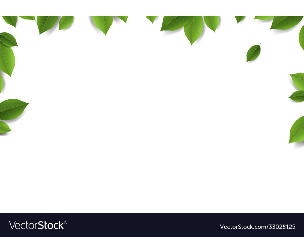 White Background With Leaves