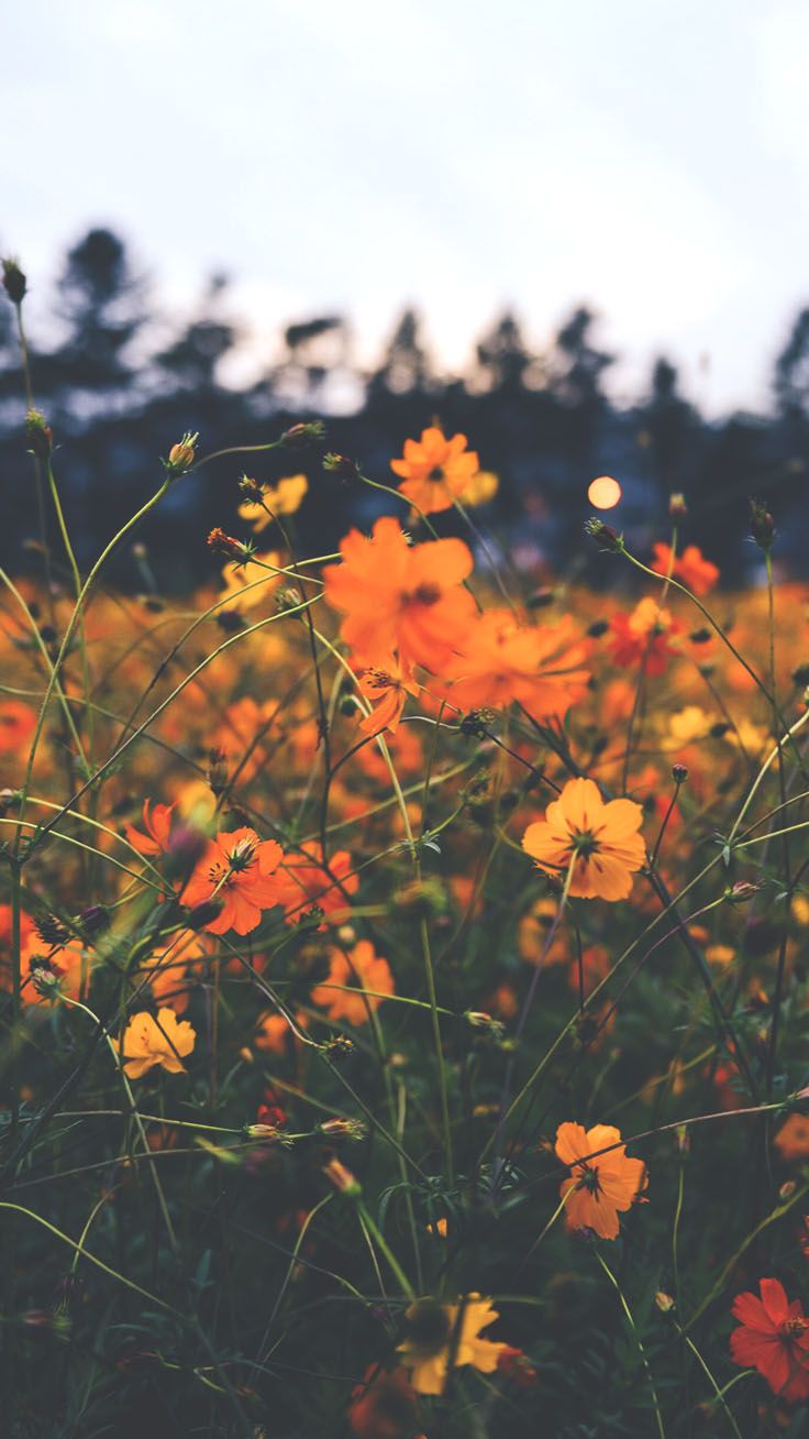 Wildflower Background