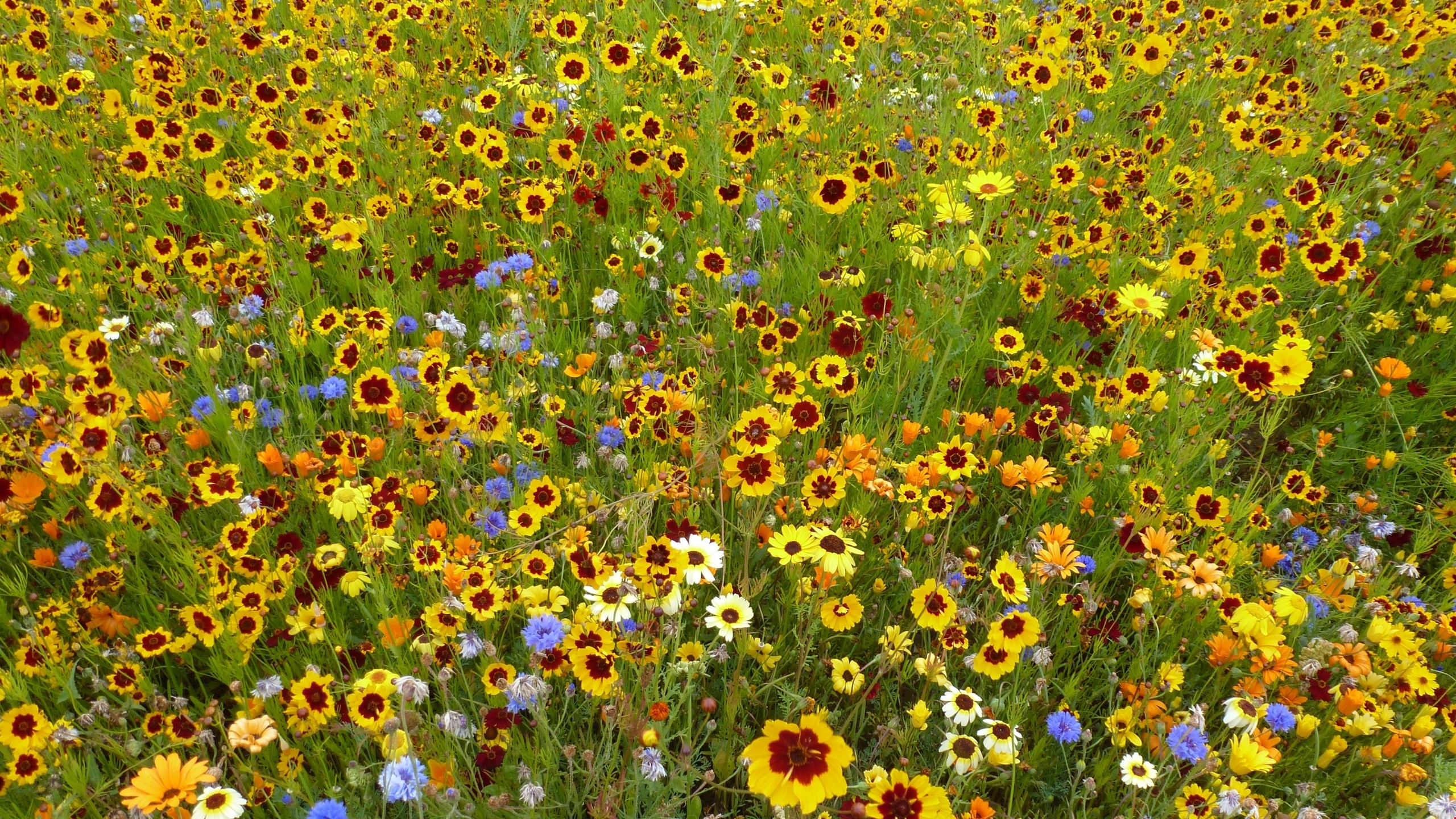 Wildflower Background