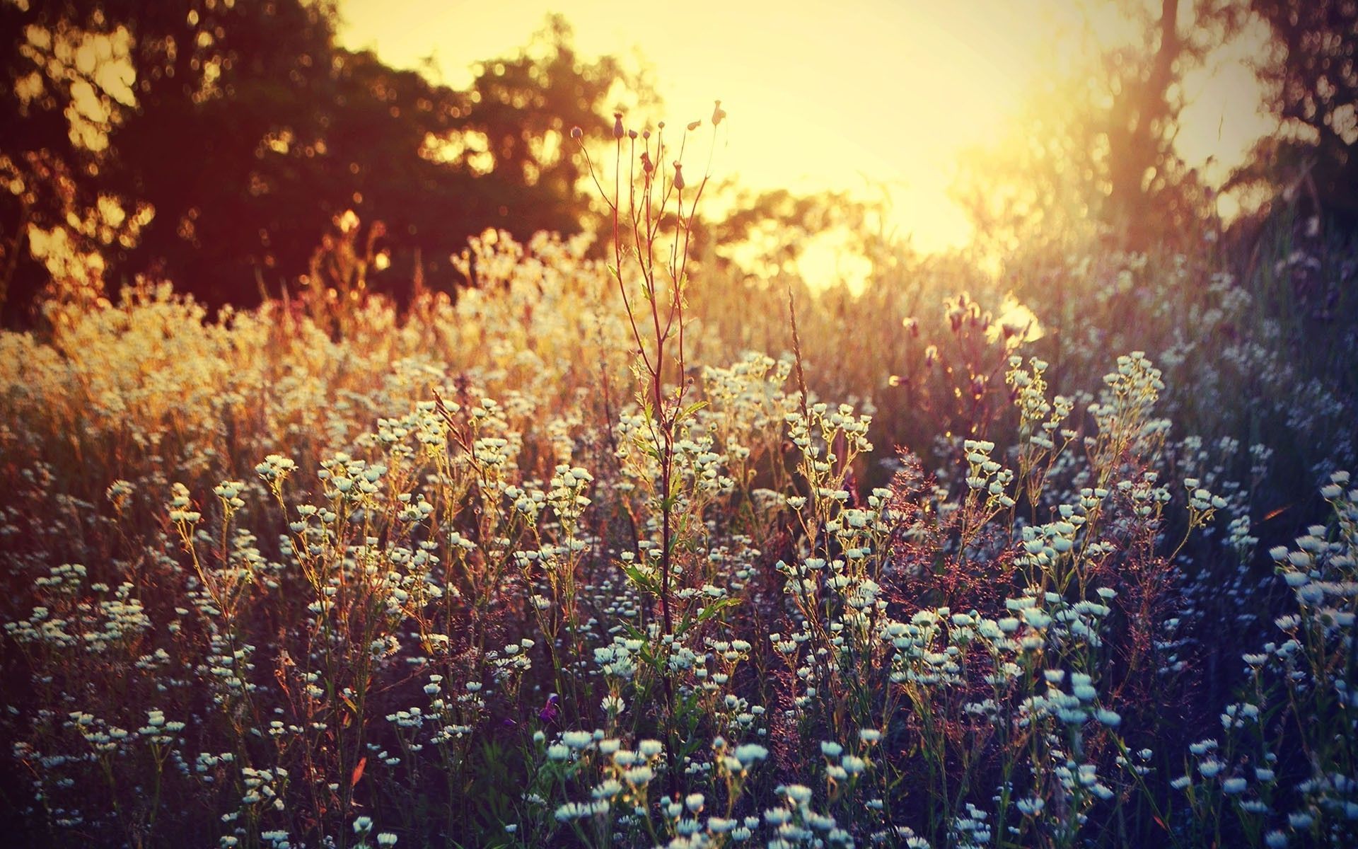 Wildflower Background