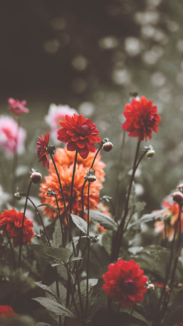 Wildflower Background