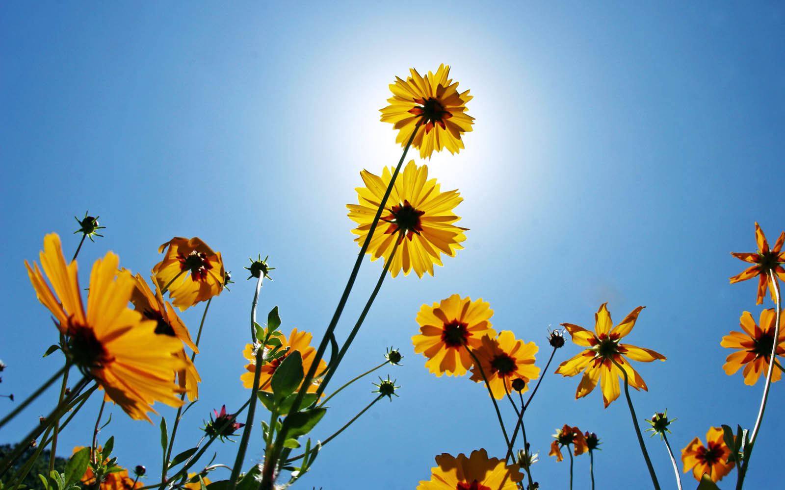 Wildflower Background