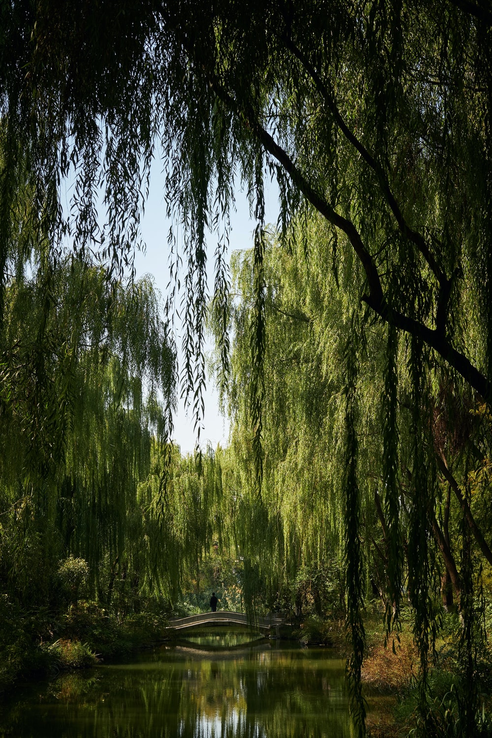 Willow Tree Background