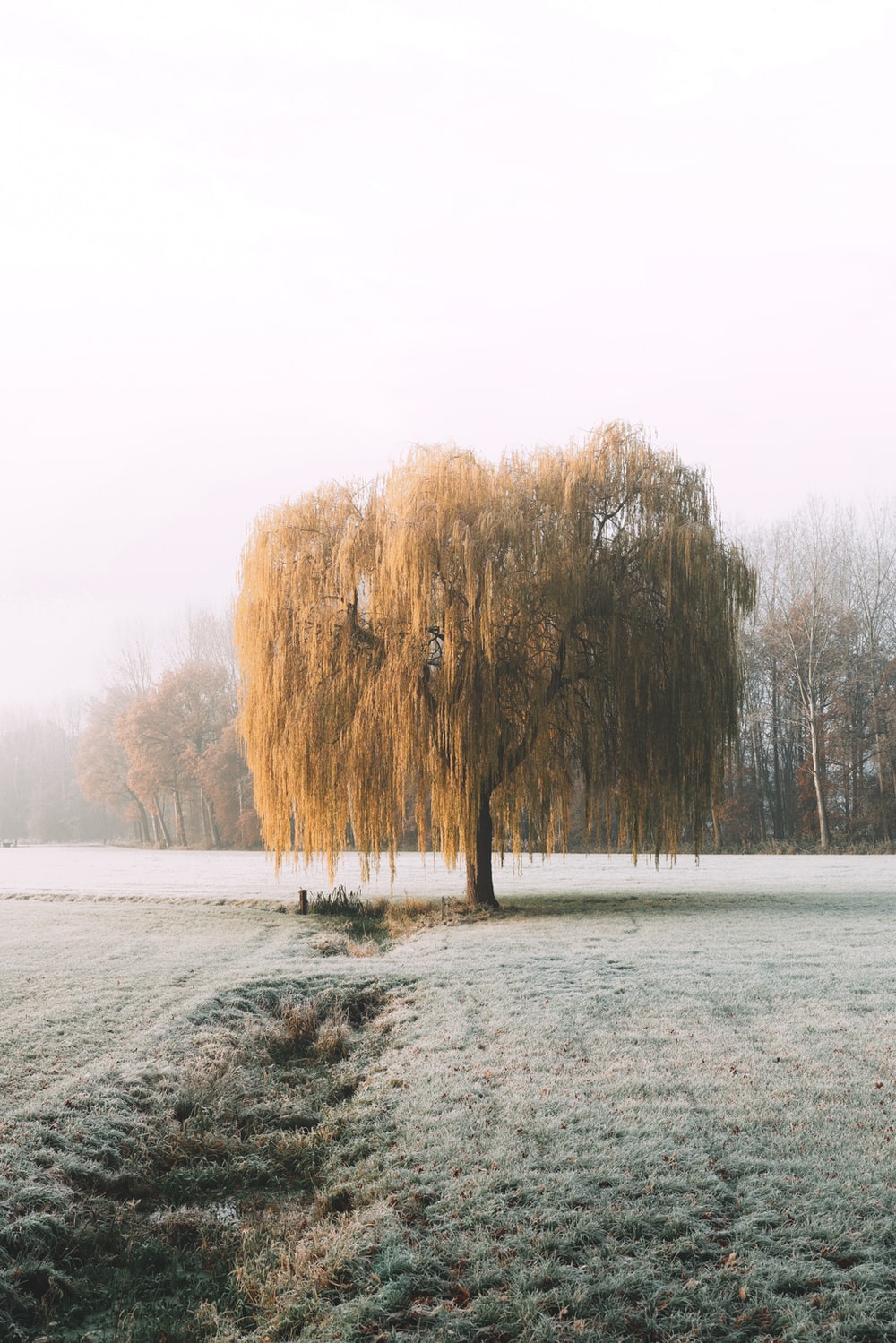 Willow Tree Background