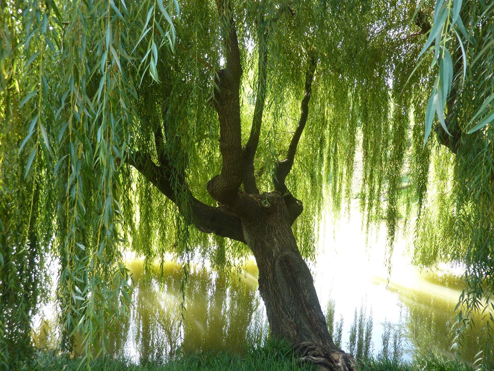 Willow Tree Background