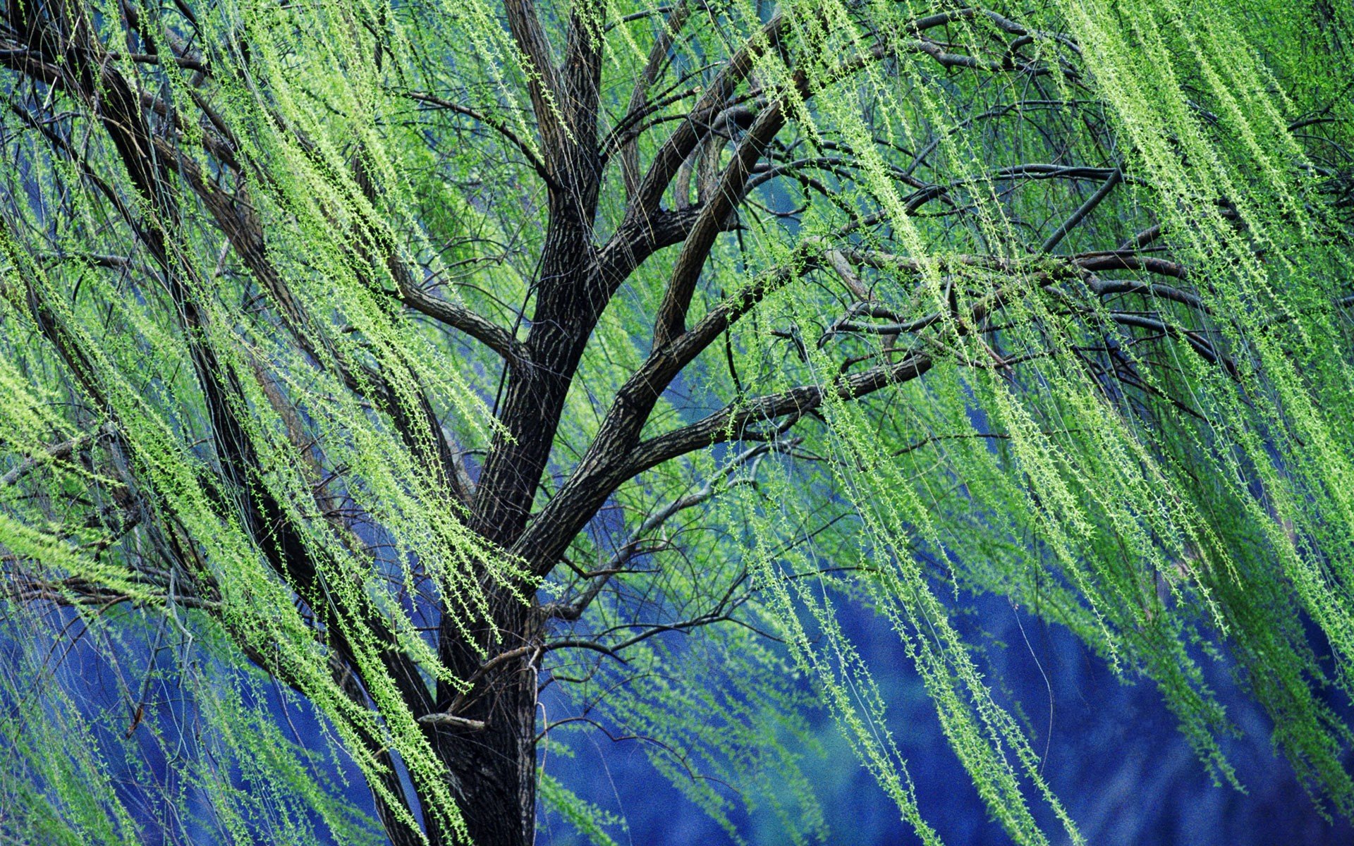 Willow Tree Background