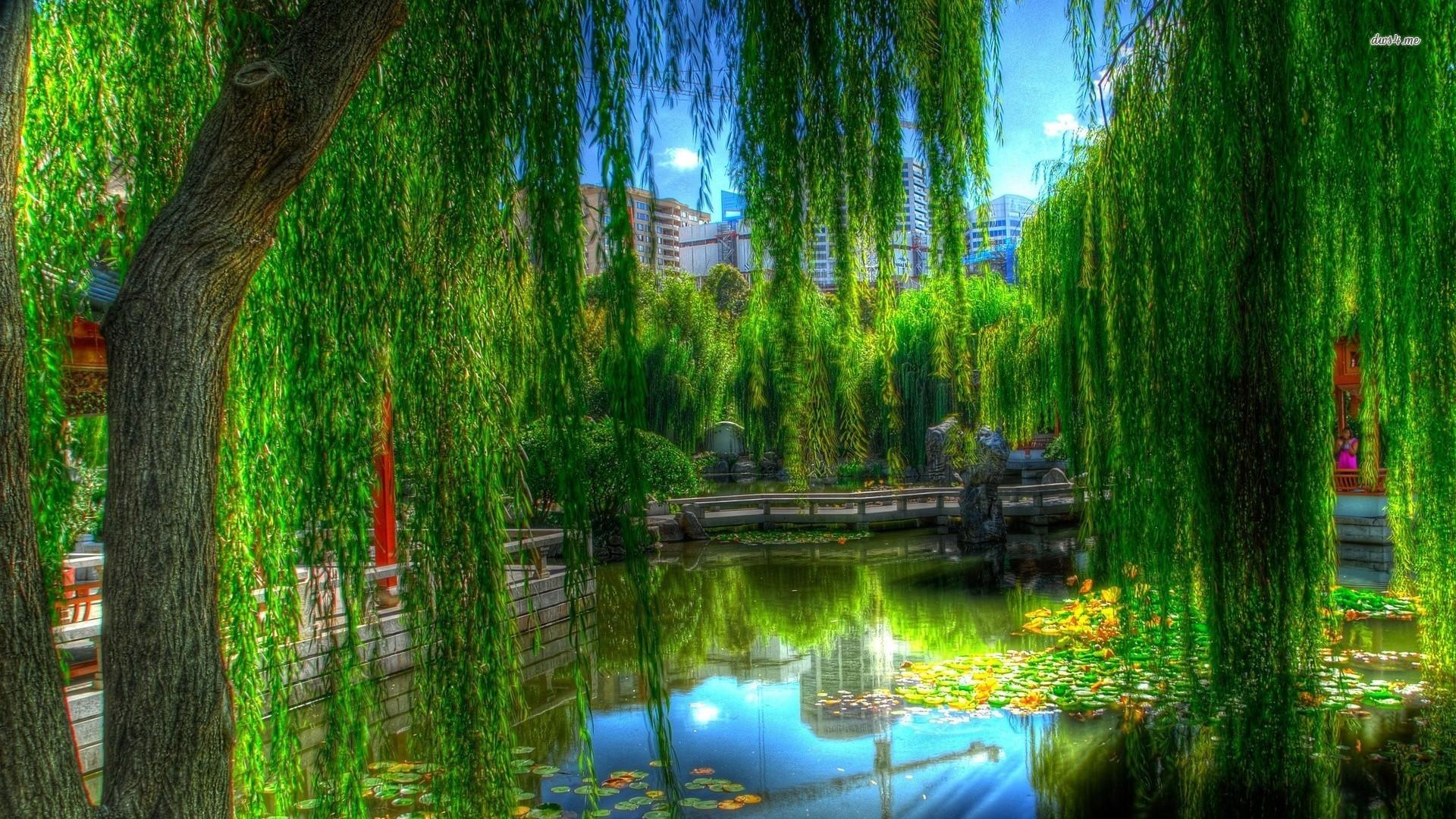 Willow Tree Background