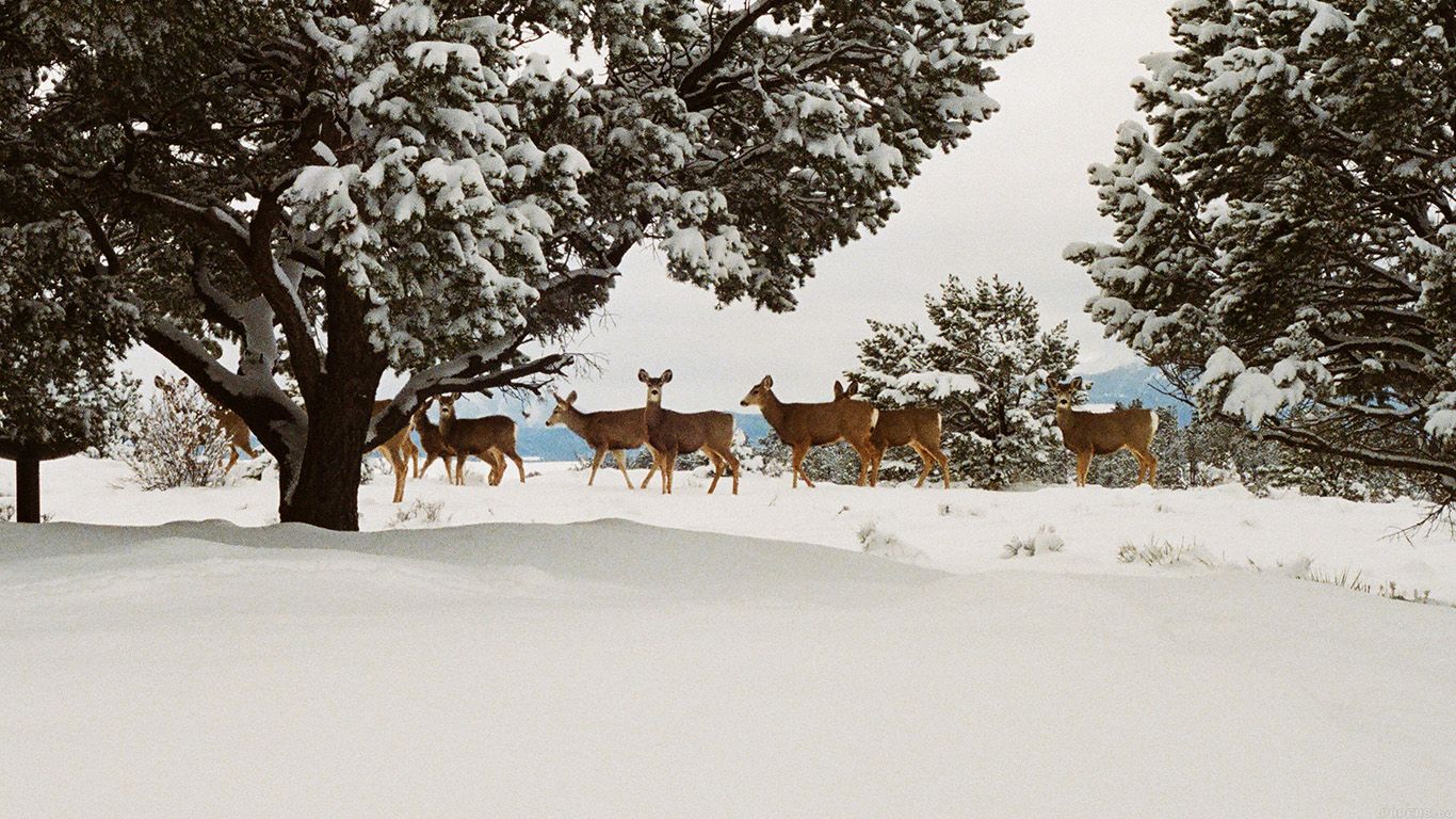 Winter Animal Nature Backgrounds