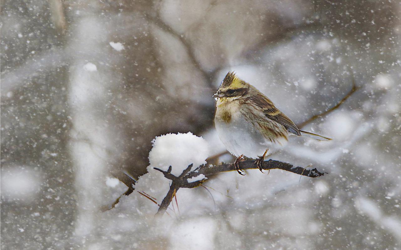 Winter Animal Nature Backgrounds