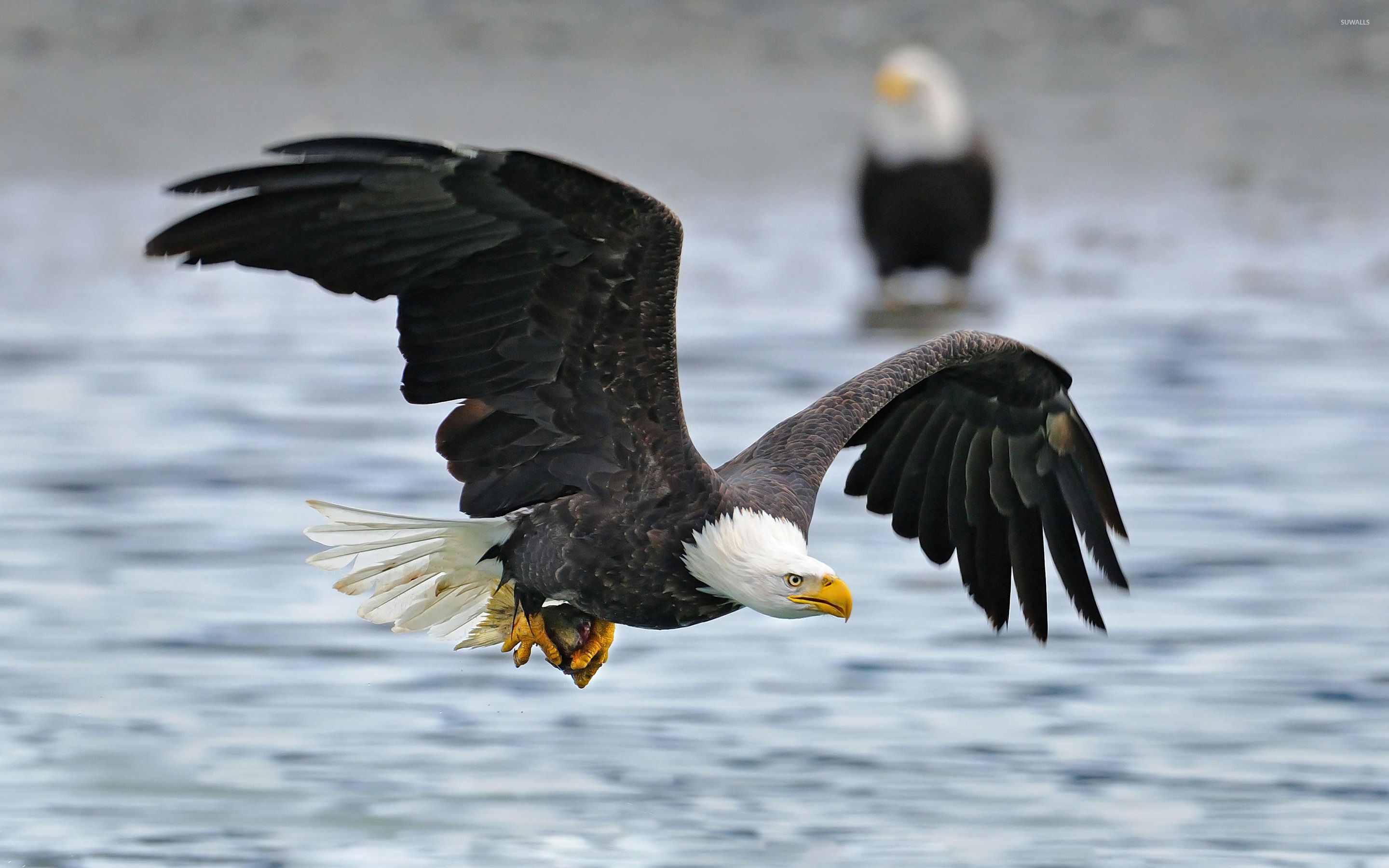 Animal Flying Wallpapers