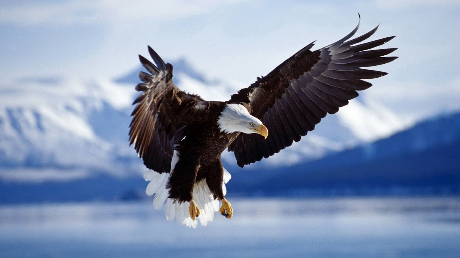 Animal Flying Wallpapers