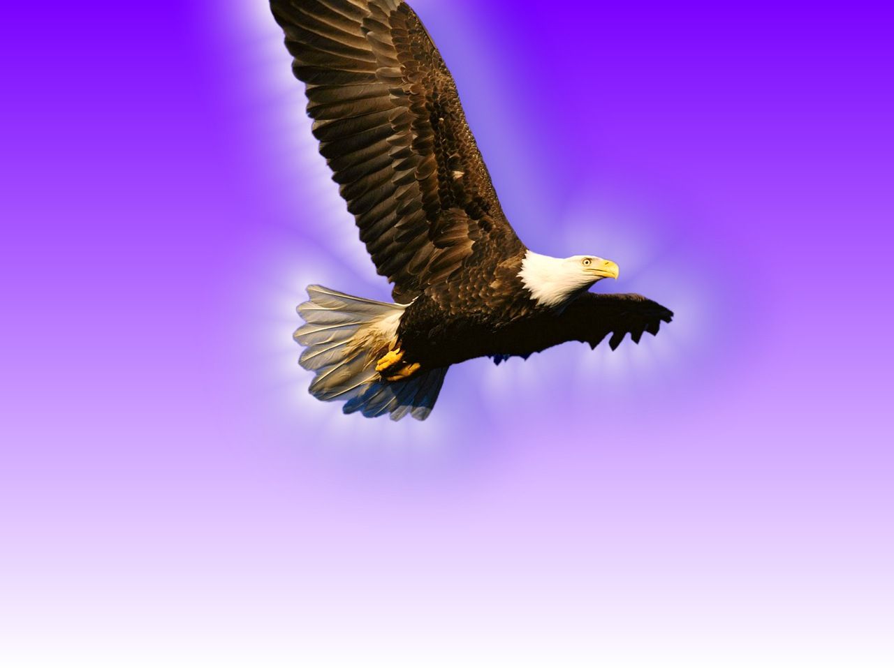 Animal Flying Wallpapers