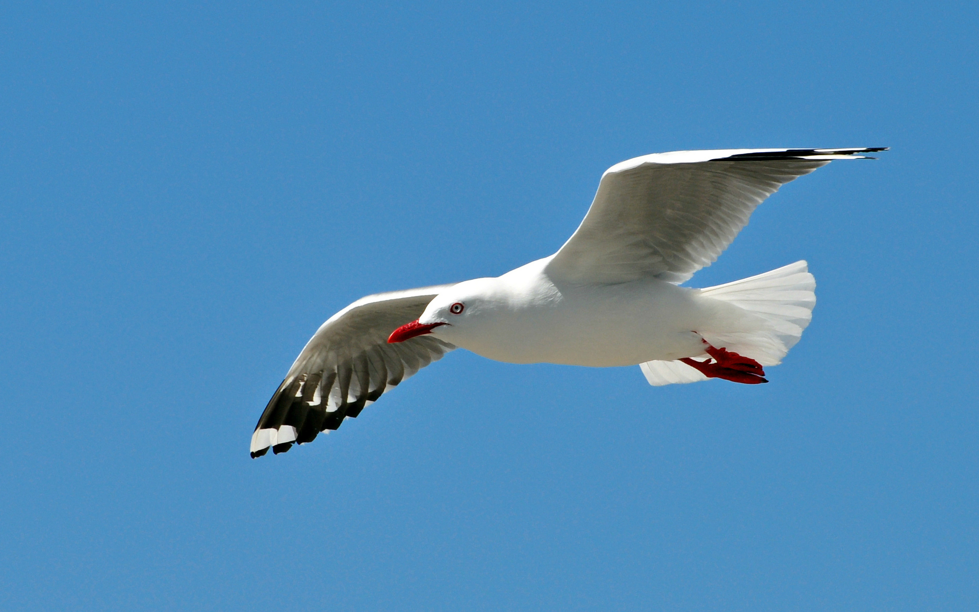 Animal Flying Wallpapers