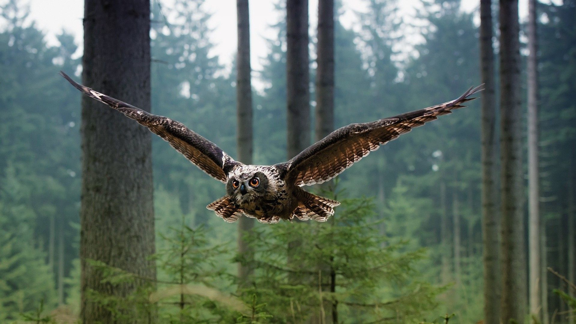 Animal Flying Wallpapers