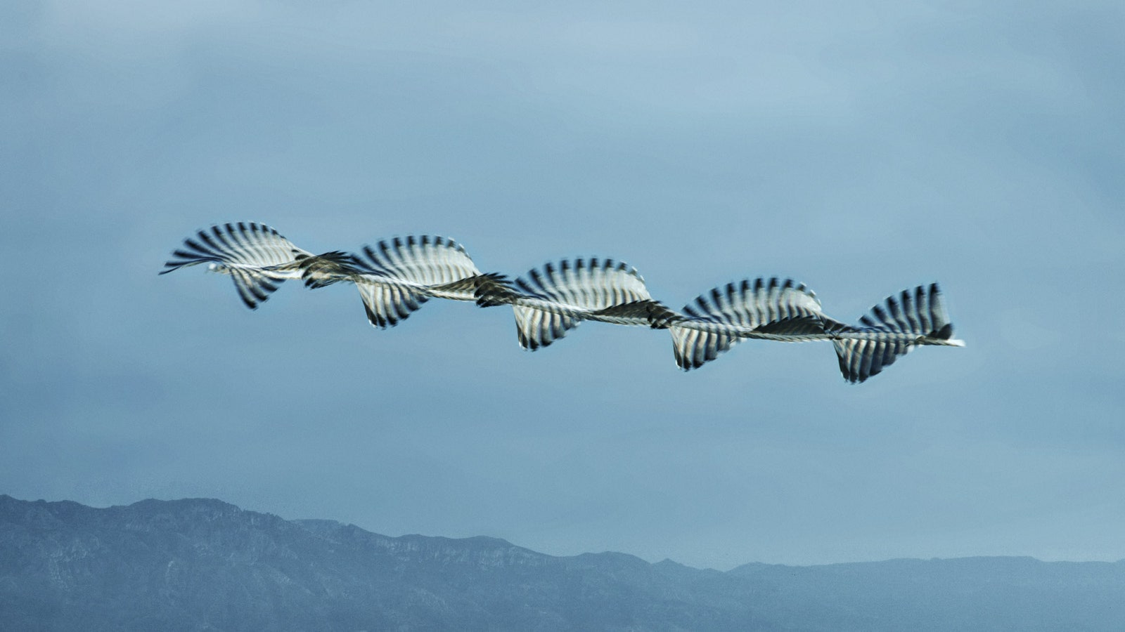 Animal Flying Wallpapers