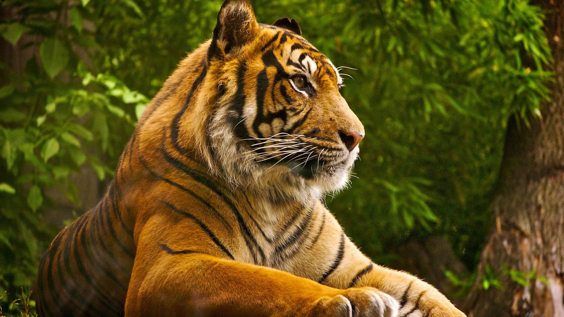 Animal Nature Wallpapers