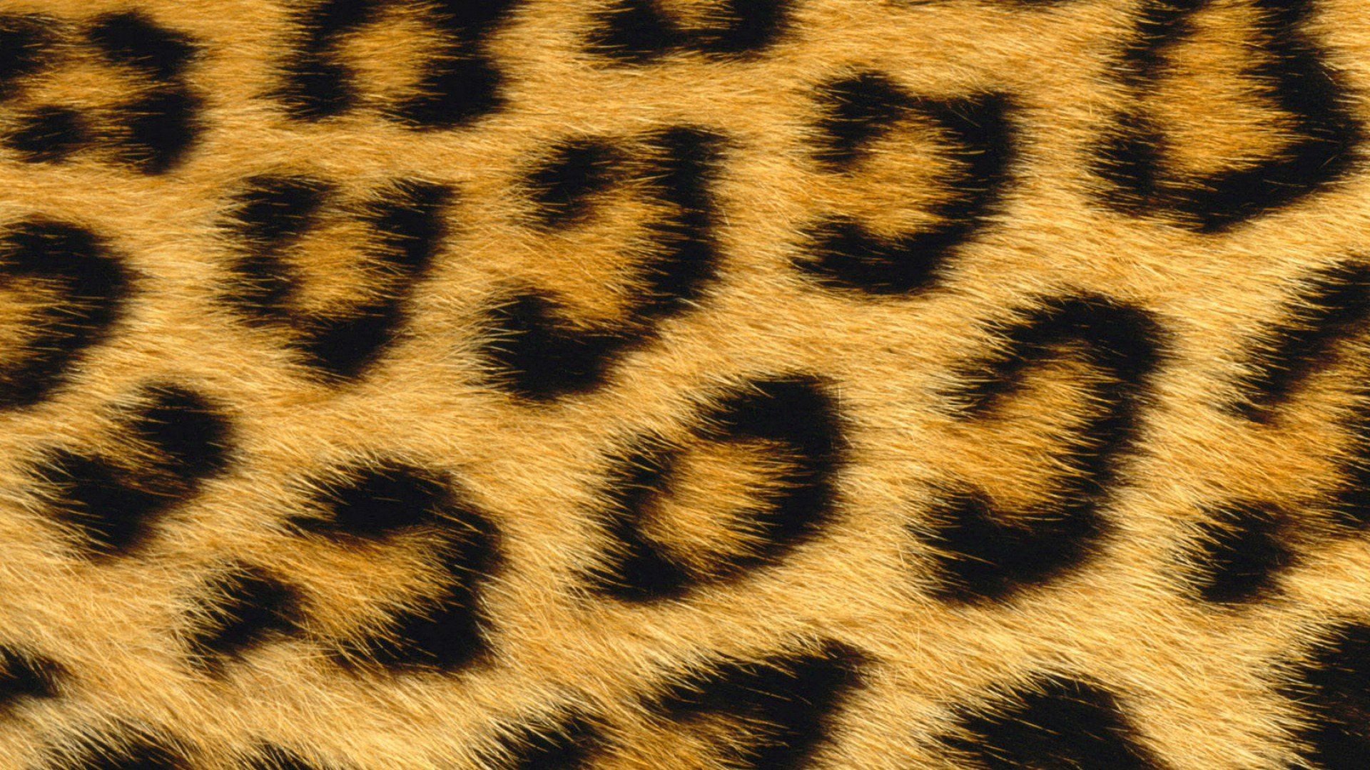 Animal Skin Wallpapers